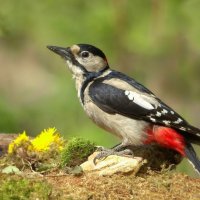 ... :: Вячеслав Минаев