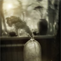 *** :: Oleg Rastorguev