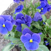 Анютины глазки. :: Ирина ***