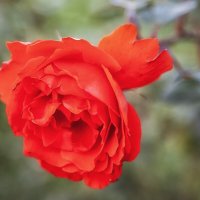 Вот вам роза в морозы! :: Лилия * Вот вам роза в морозы! :: Лилия *