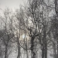 Утро. :: Дмитрий А