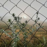 Утро в тумане :: Vsevolod 