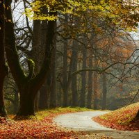 Ноябрь с падающими листьями :: Юрий. Шмаков