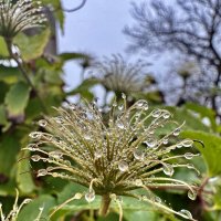 Роса :: Валентина .