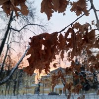 Дуб :: Сапсан 