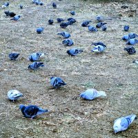 Сизари :: Андрей Хлопонин