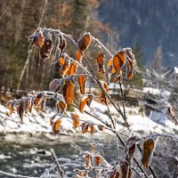 Остатки прошлой осени :: Игорь Сикорский Остатки прошлой осени :: Игорь Сикорский