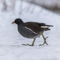 камышница :: юрий макаров