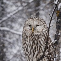 Длиннохвостая неясыть :: Евгений Анисимов Длиннохвостая неясыть :: Евгений Анисимов