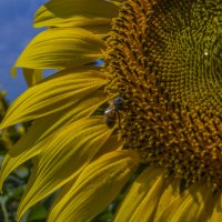 Подсолнух :: Андрей C