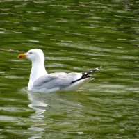 Сад Тюильри. :: Владимир Драгунский Сад Тюильри. :: Владимир Драгунский