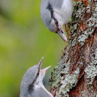 покорми мальца... :: Andrey Bragin 