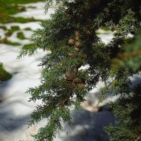 Снег в лесу :: ujgcvbif 