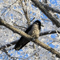 Наблюдательница :: Лариса С.