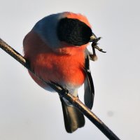 чистюля :: леонид логинов