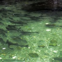 На реке Симау. :: ИРЭН@ .