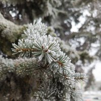 Иней :: Татьяна Пальчикова