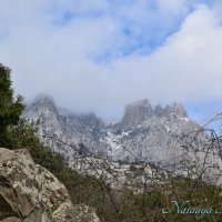 Природа Крыма :: Amazing Cosmea Природа Крыма :: Amazing Cosmea