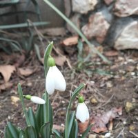 Подснежник :: Giant Tao /