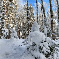 вышли покрасоваться :: Владимир вышли покрасоваться :: Владимир