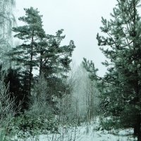 природа :: Владимир 