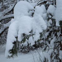Ветка в снегу :: Александр Синдерёв