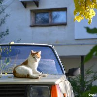 Дворовой красавчик :: Наталья Каракуца