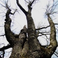 Почти баобаб :: Натали 