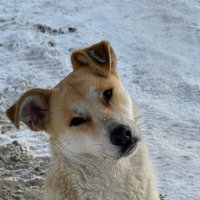 Собачка :: Лена -