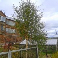 ЯМАЛ. ЛАБЫТНАНГИ :: Tata Wolf