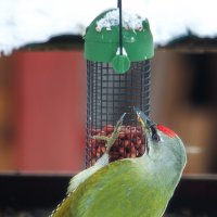 Седой дятел :: Sergey38 