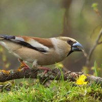 Дубоносочка :: Вячеслав Минаев
