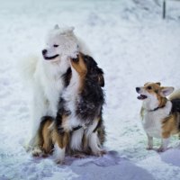 любовный треугольник :: Артём Евтюхов