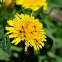 Сладкоежки :: Владимир Иванович Сладкоежки :: Владимир Иванович