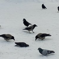 Грачи, голуби и вороны :: Сапсан 