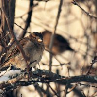 Ждут воробушки нашей милости. :: Татьяна Помогалова