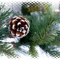 Декоративная шишка :: Veera V