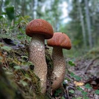 Подосиновики. :: Ирина *