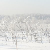 В морозной дымке :: Валерий Иванович