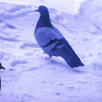 Ищут еду :: Людмила Смородинская