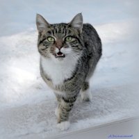 О зимних котиках... :: Андрей Заломленков О зимних котиках... :: Андрей Заломленков