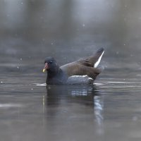 камышница :: юрий макаров