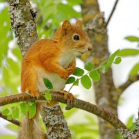 малыш :: Andrey Bragin малыш :: Andrey Bragin