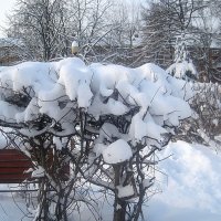 Снежный факел :: Елена Семигина