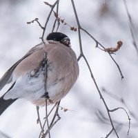 Снегирь. :: Владимир Безбородов Снегирь. :: Владимир Безбородов