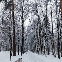 Парк. :: tatiana 