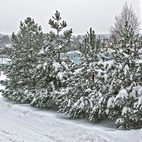 Снежный январь :: Светлана 