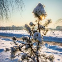 *** :: Игорь Чичиль *** :: Игорь Чичиль