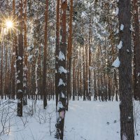 Сосновый лес и зимнее солнце :: Александр Синдерёв