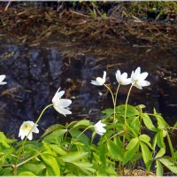 Весенний этюд. :: Лия ☼